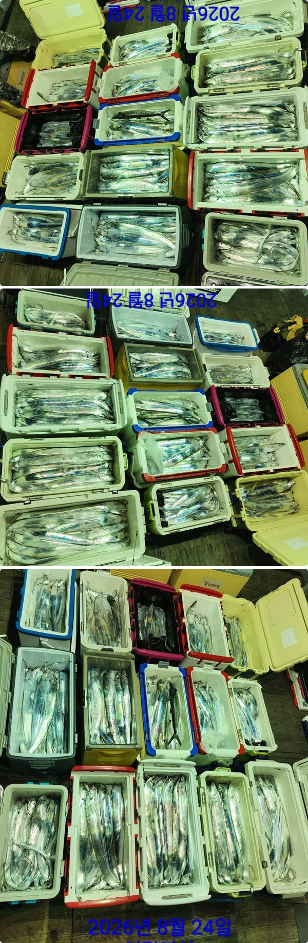 24일갈치하2.jpg