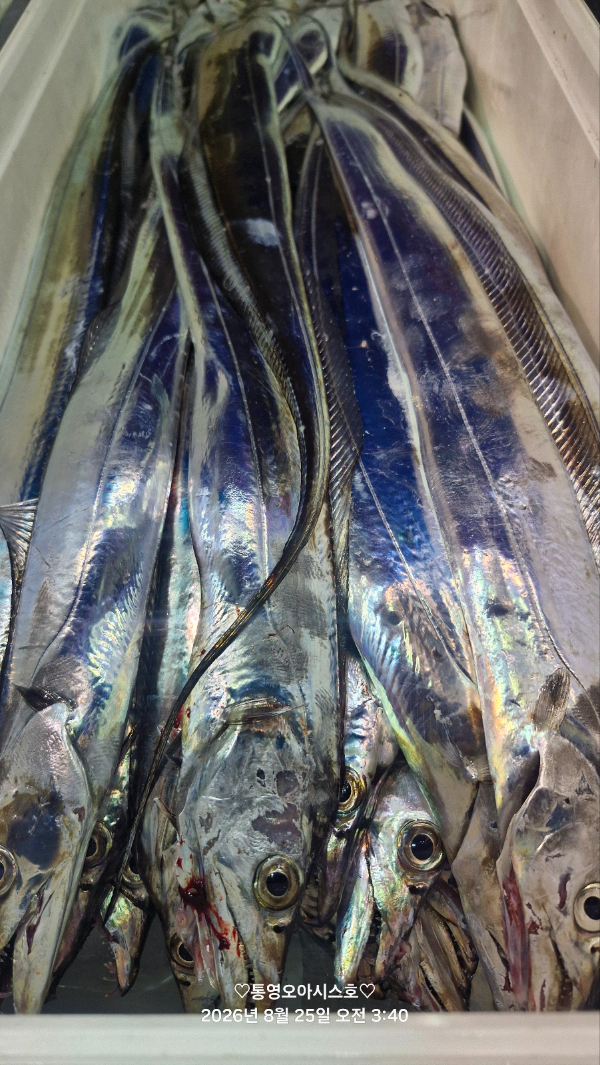 81946.jpg