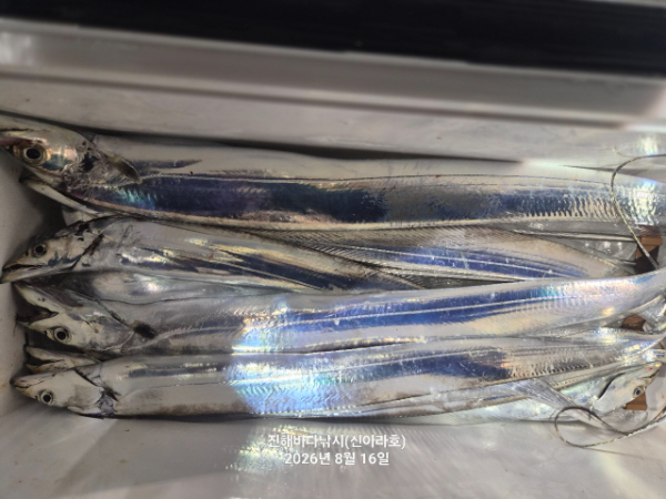 신아라호 한치 칼치 오징어_사진_20260816_9.jpg