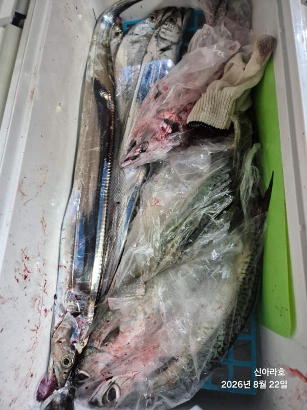 신아라호 한치 칼치 오징어_사진_20260822_9.jpg