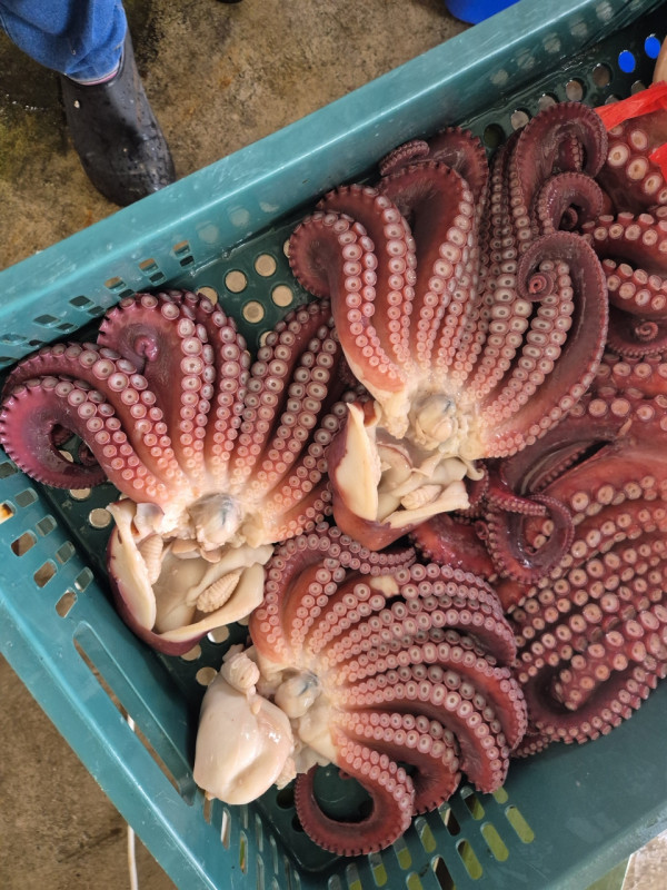 공현진낚시마트(돌핀호)_사진_20260816_10.jpeg