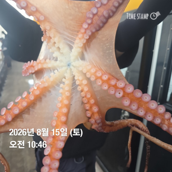 공현진낚시마트(돌핀호)_사진_20260815_11.jpg