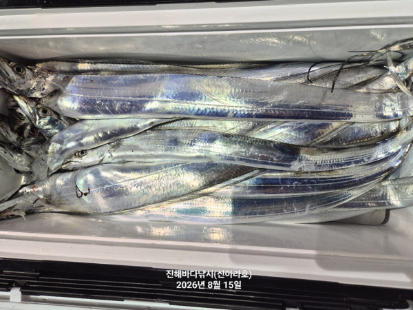 신아라호 한치 칼치 오징어_사진_20260815_12.jpg
