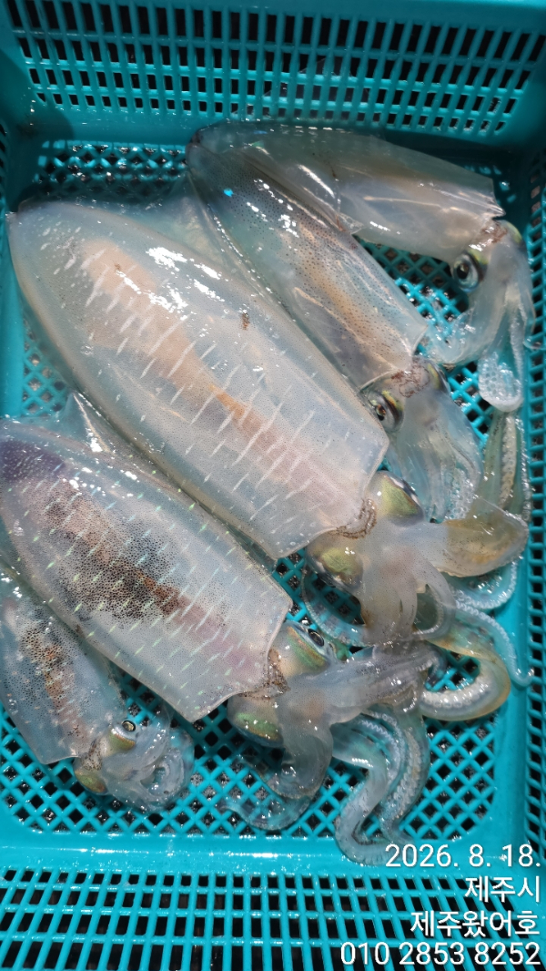 제주왔어호_사진_20260820_3.jpg