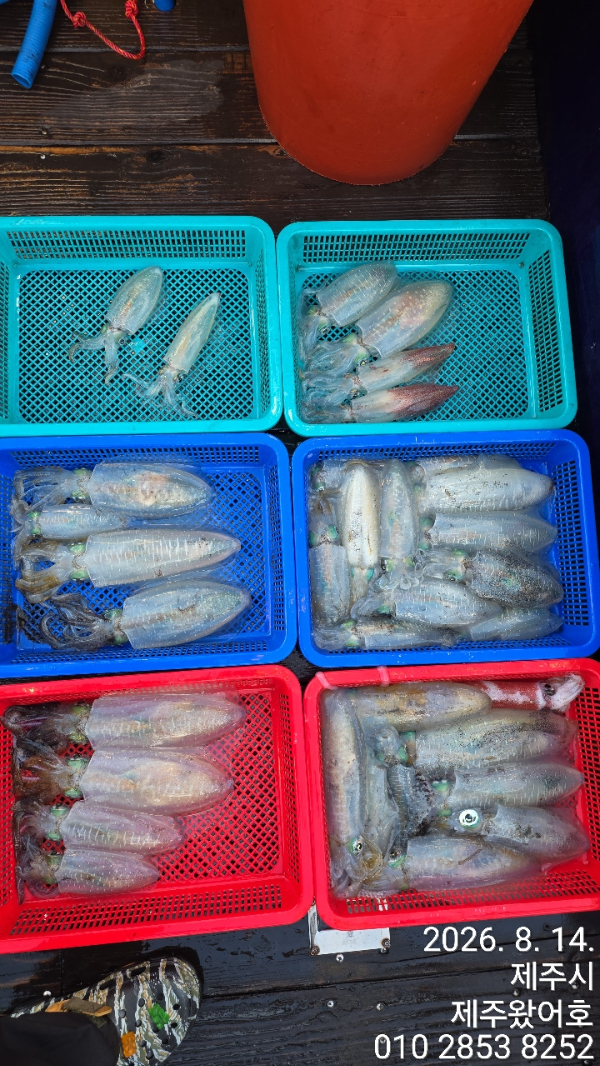 제주왔어호_사진_20260814_9.jpg