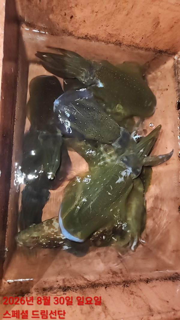 쎄븐피싱클럽(선상 버스출조전문)_사진_20260830_35.jpg