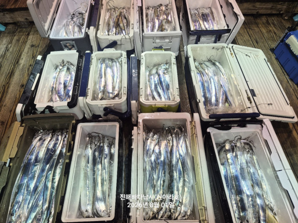 신아라호 한치 칼치 오징어_사진_20260801_2.jpg