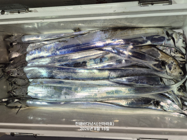 신아라호 한치 칼치 오징어_사진_20260815_13.jpg
