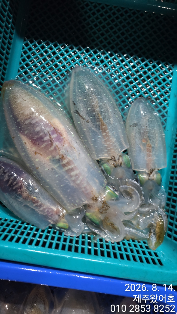 제주왔어호_사진_20260814_7.jpg