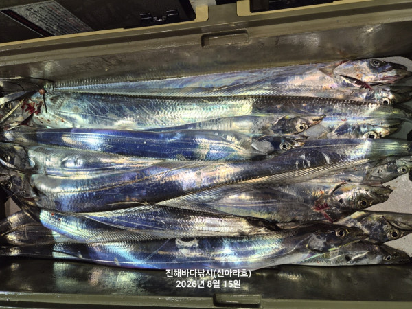 신아라호 한치 칼치 오징어_사진_20260815_11.jpg