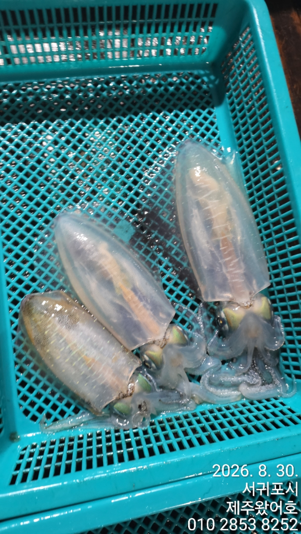 제주왔어호_사진_20260831_9.jpg