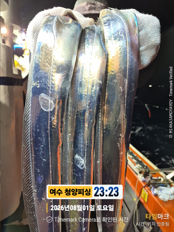 2026-08-01 23.23.34__(제목-여수 청양피싱).jpg