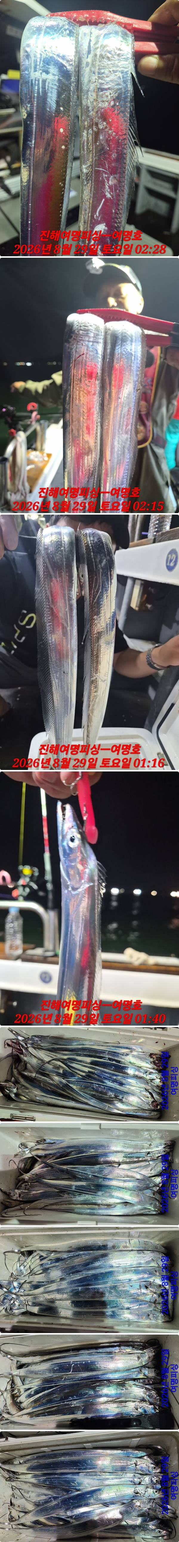 29일갈치중.jpg
