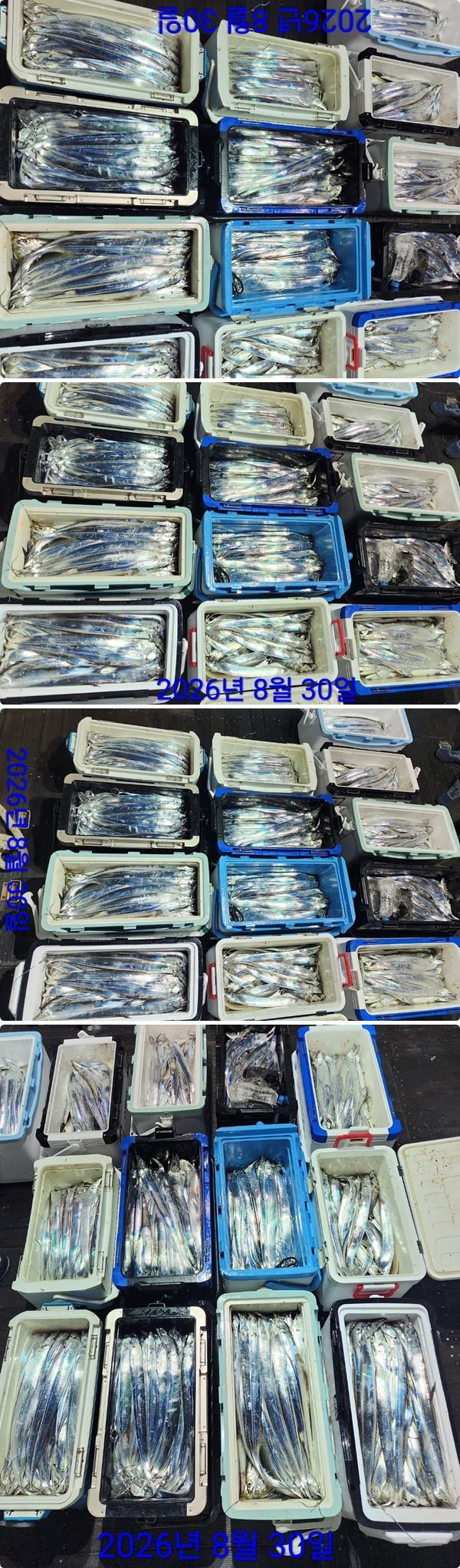 30일갈치하1.jpg