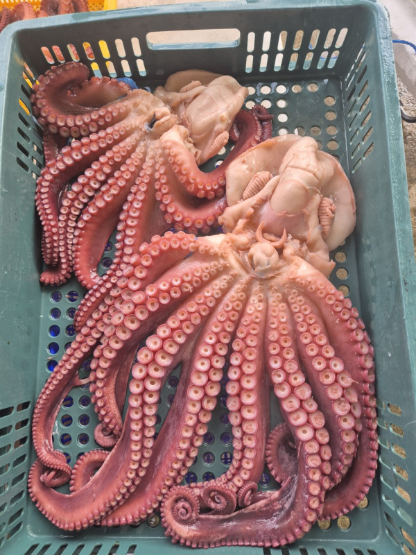 공현진낚시마트(돌핀호)_사진_20260817_14.jpeg