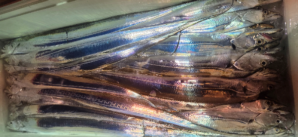 1000151161.jpg