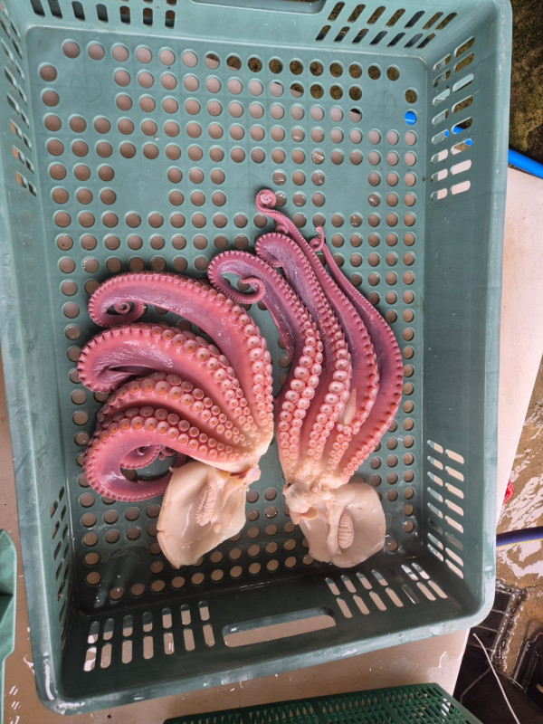 공현진낚시마트(돌핀호)_사진_20260815_15.jpeg