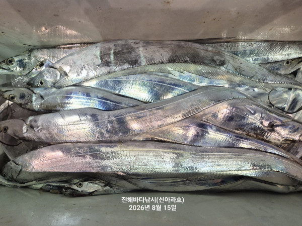 신아라호 한치 칼치 오징어_사진_20260815_14.jpg