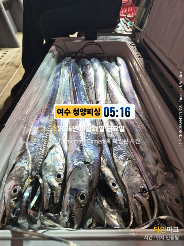 2026-08-21 05.16.14__(제목-여수 청양피싱).jpg