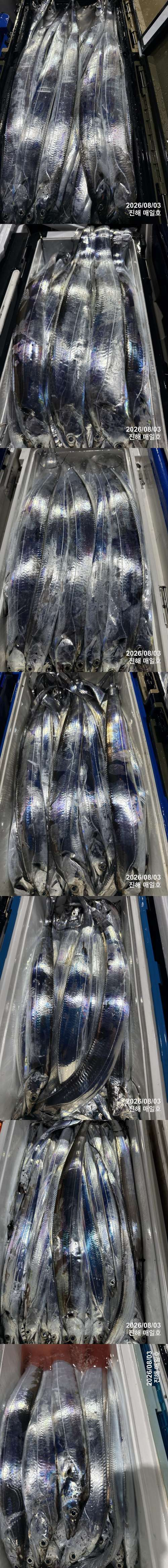 갈치3.jpg