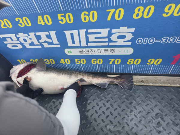 공현진낚시마트(돌핀호)_사진_20260815_14.jpg