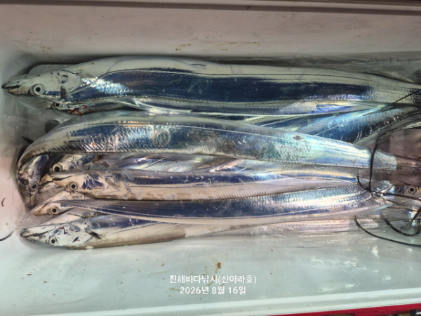 신아라호 한치 칼치 오징어_사진_20260816_7.jpg