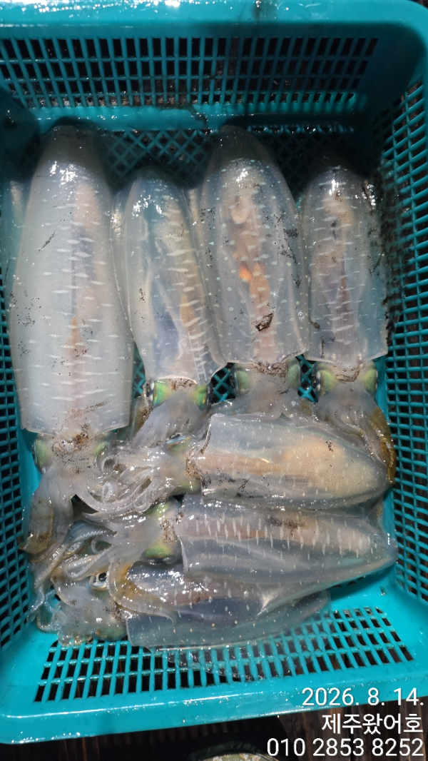 제주왔어호_사진_20260814_4.jpg