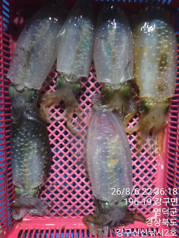 신신낚시 강구점 신신호_사진_20260807_12.jpg