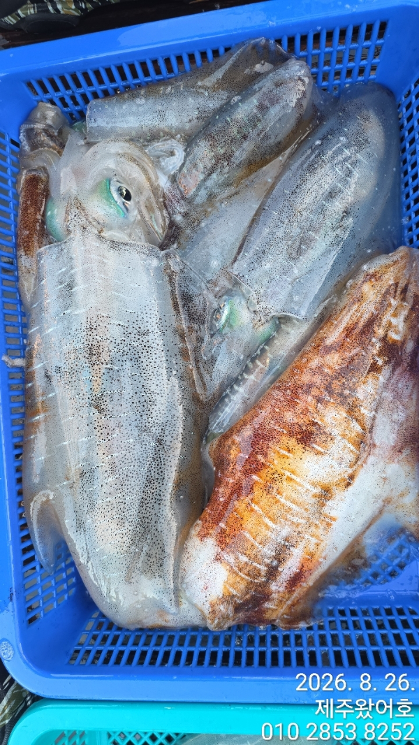 제주왔어호_사진_20260826_5.jpg