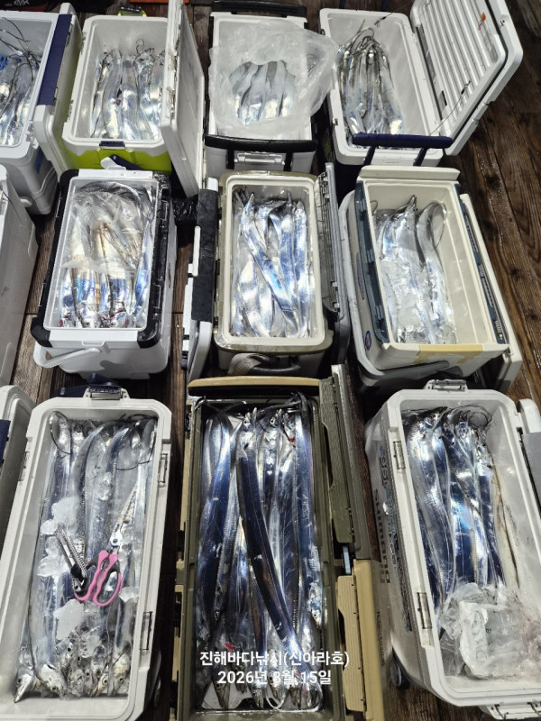 신아라호 한치 칼치 오징어_사진_20260815_5.jpg