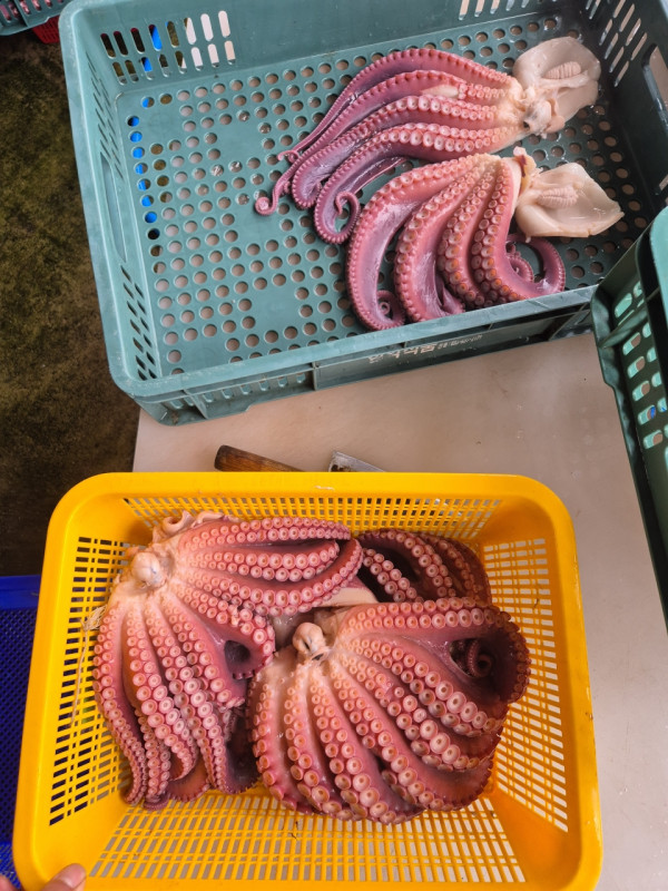 공현진낚시마트(돌핀호)_사진_20260815_13.jpeg
