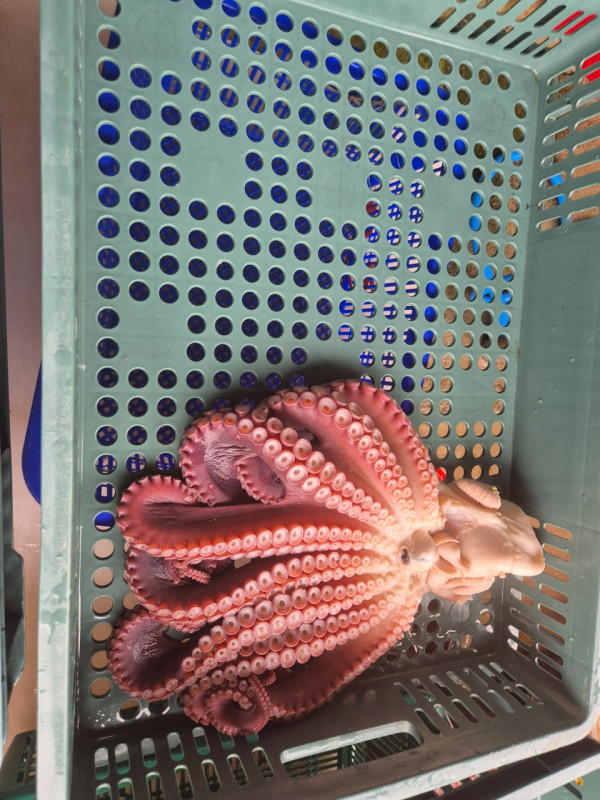 공현진낚시마트(돌핀호)_사진_20260815_19.jpeg