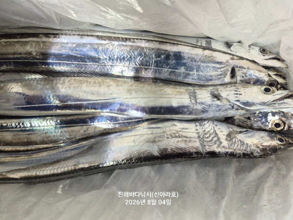 신아라호 한치 칼치 오징어_사진_20260804_8.jpg