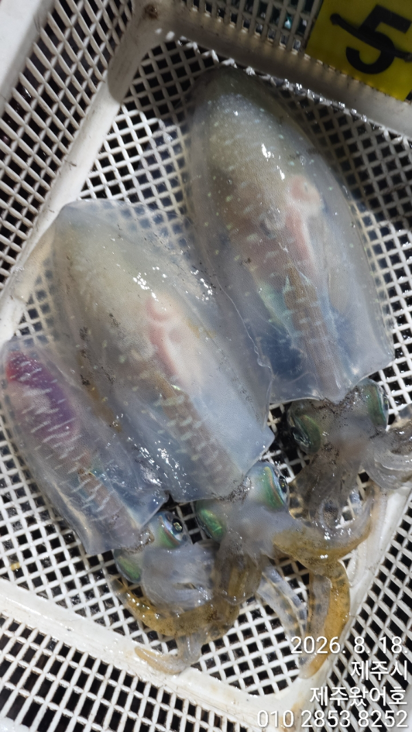 제주왔어호_사진_20260820_7.jpg