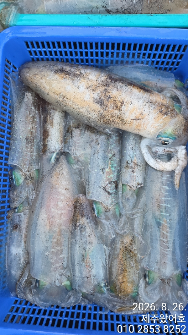 제주왔어호_사진_20260826_6.jpg