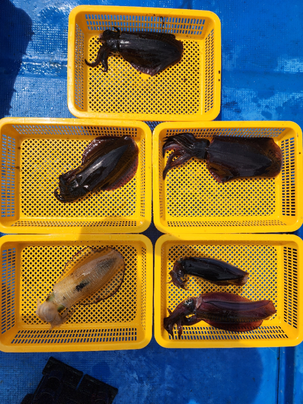 강릉 사천항 만복호_사진_20260819_7.jpg