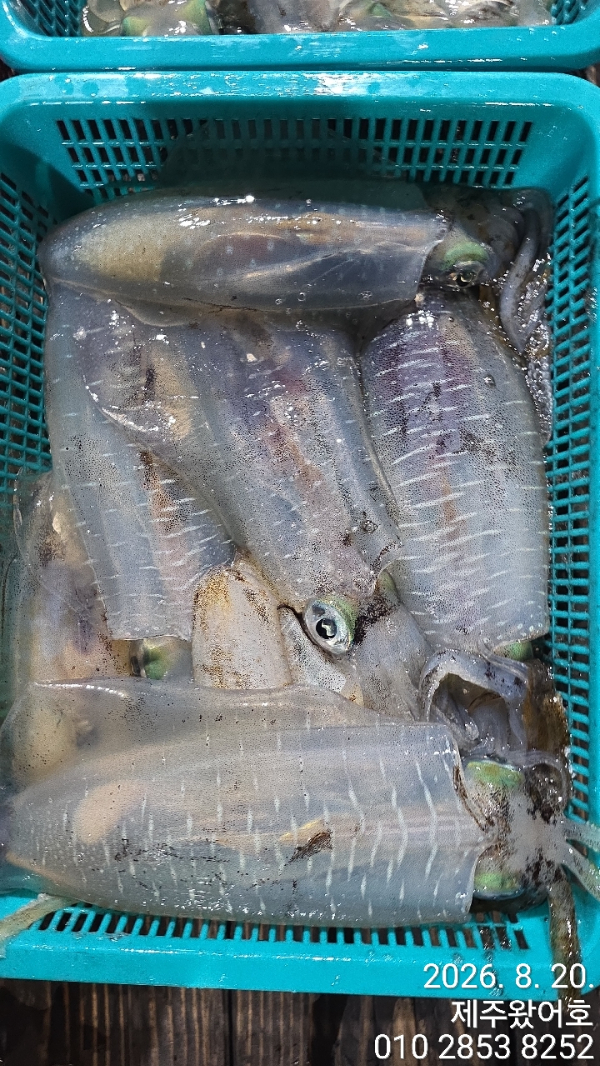 제주왔어호_사진_20260820_3.jpg