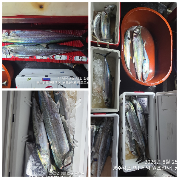 PhotoCollage_1787749432103.jpg