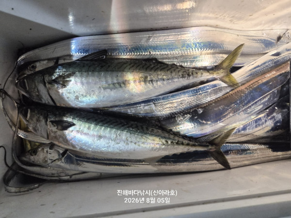 신아라호 한치 칼치 오징어_사진_20260805_7.jpg