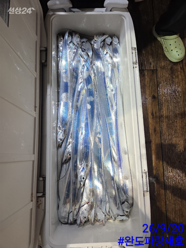완도파랑새호(블루버드)_사진_20260920_6.jpg