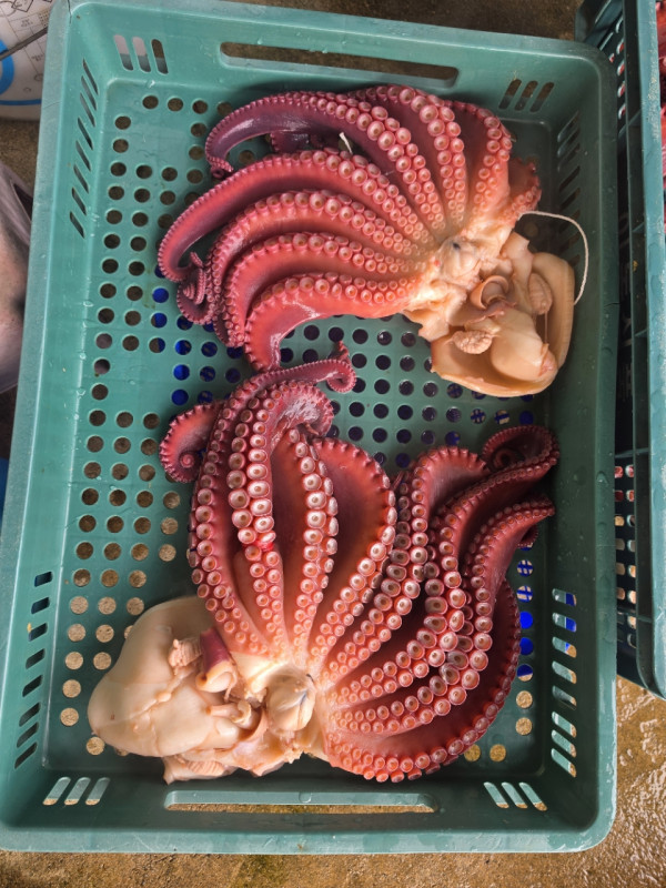 공현진낚시마트(돌핀호)_사진_20260924_12.jpg