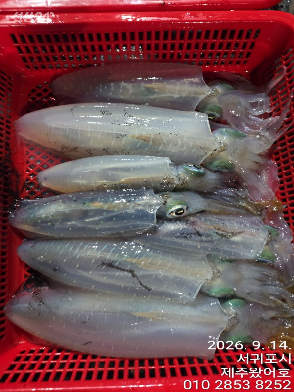 제주왔어호_사진_20260914_4.jpg