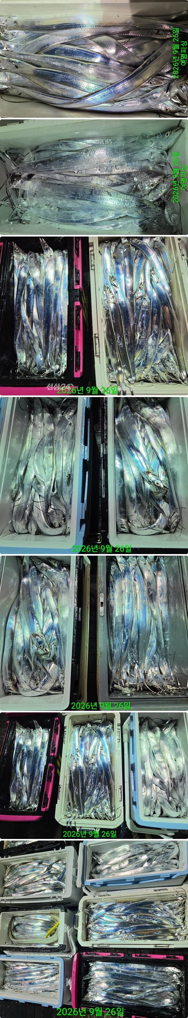 26일갈치하1.jpg
