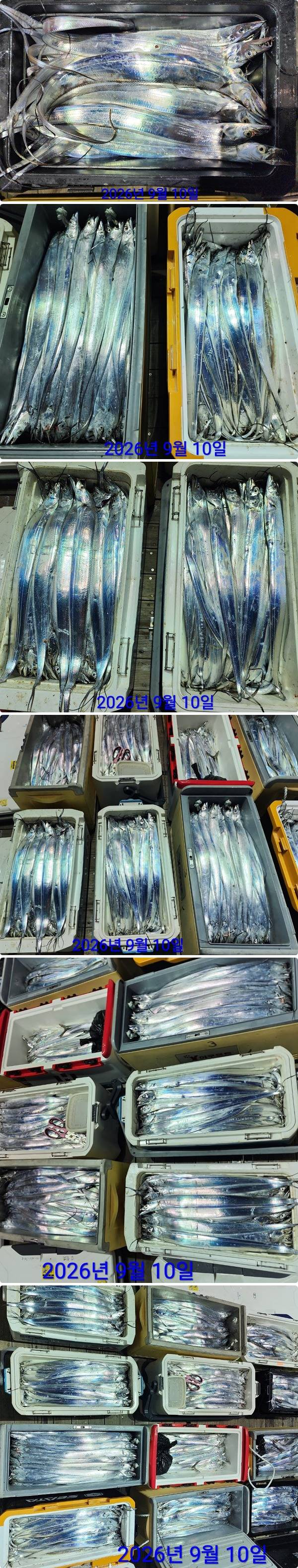 10일갈치하.jpg