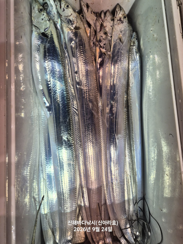 신아라호 한치 칼치 오징어_사진_20260924_11.jpg