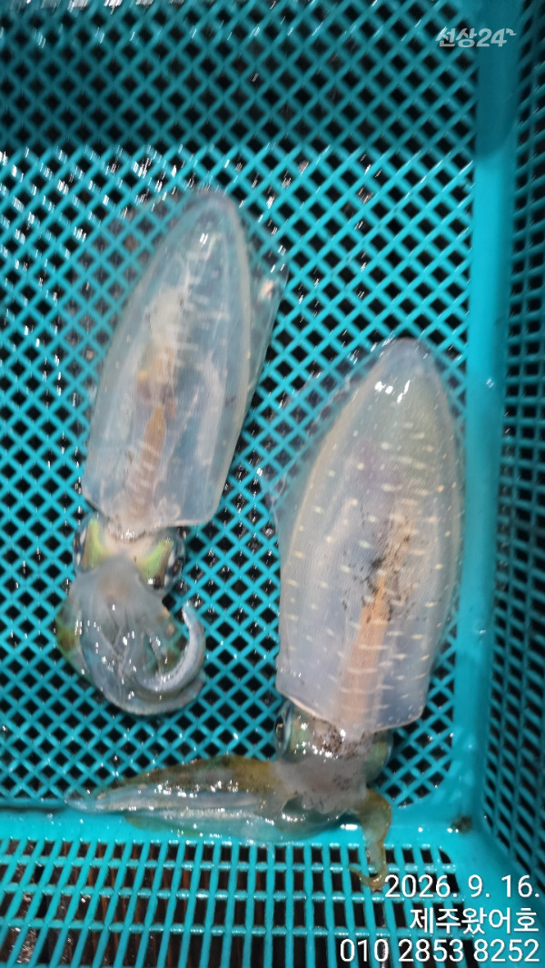 제주왔어호_사진_20260916_9.jpg