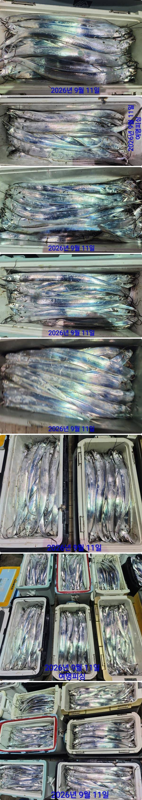11일갈치하.jpg