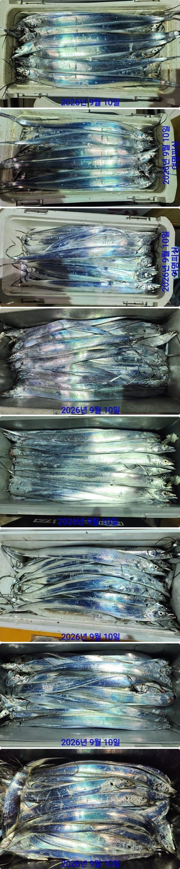 10일갈치중1.jpg