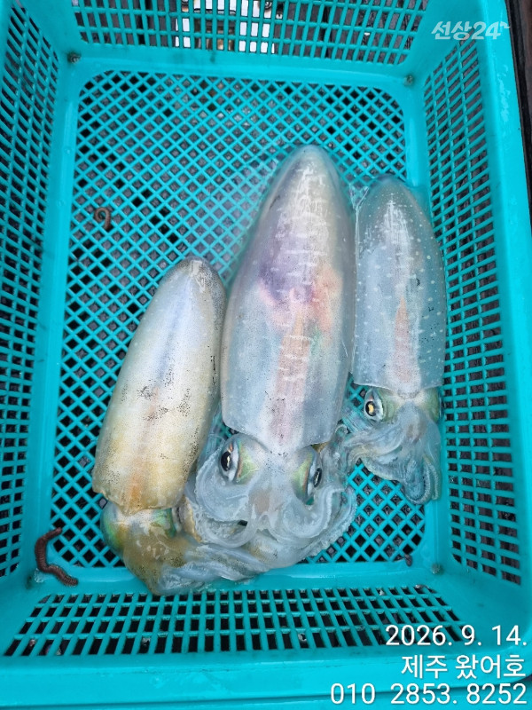 제주왔어호_사진_20260914_18.jpg