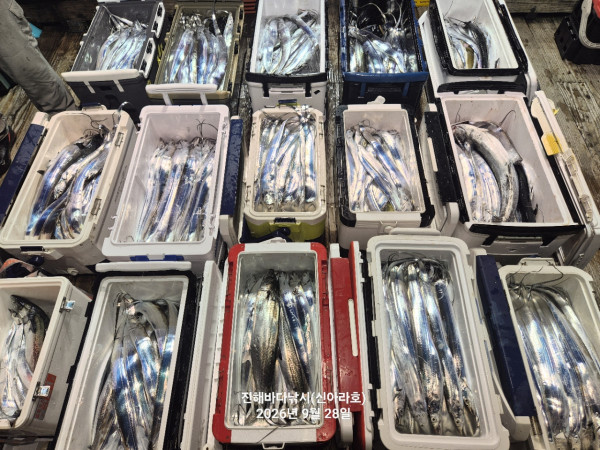신아라호 한치 칼치 오징어_사진_20260928_5.jpg